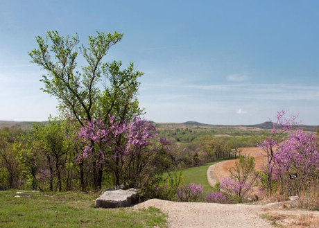 For some grasses, flowering is altered by drought in May, for others, drought in August.: Photograph courtesy of NSF Konza Prairie LTER Site